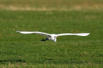 Grote zilverreiger (Egretta alba) vliegend RL GE, Arkemheen